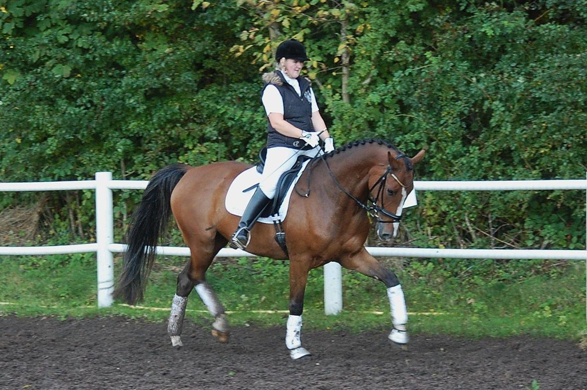 Dansk Varmblod Amour´s Don Cacier billede 29