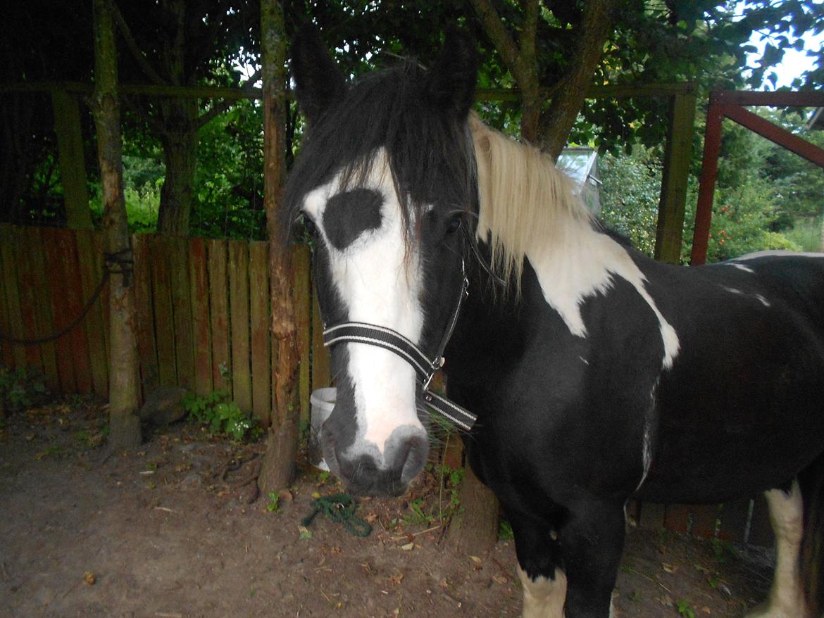 Irish Cob Plet (Hotspot<3) - <3 billede 14