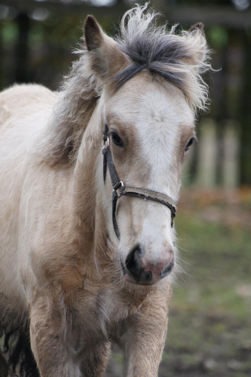 Irish Cob Jeanne d´Arc van Gipsy Dreams billede 17