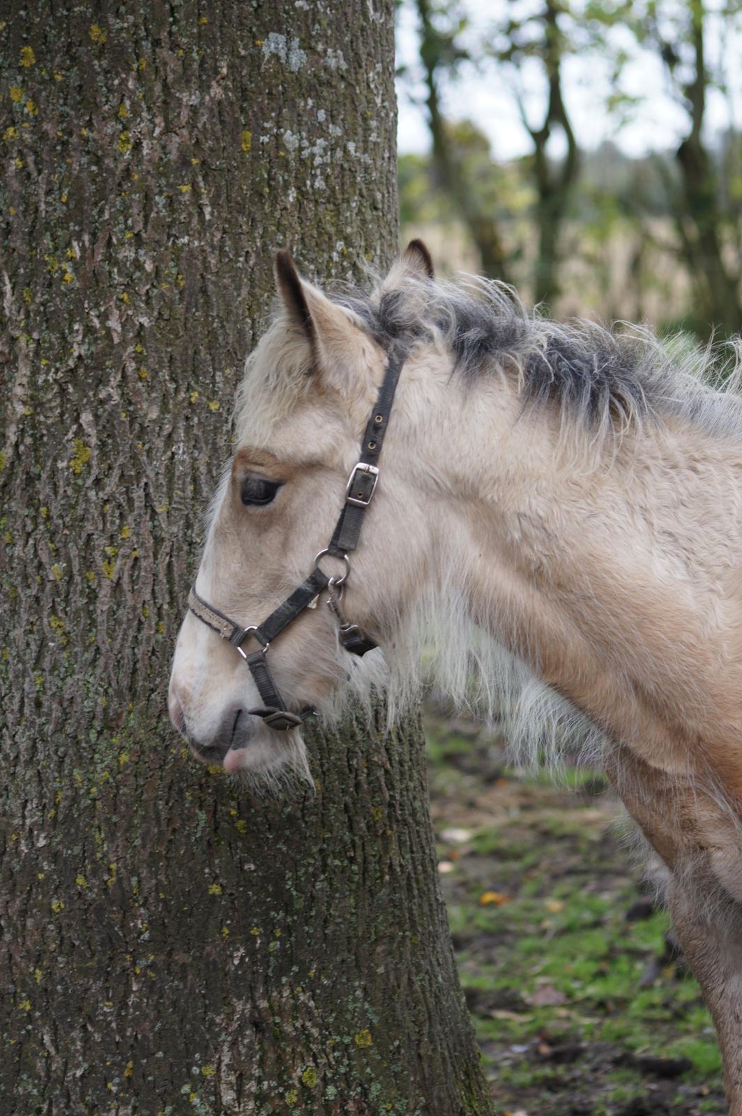 Irish Cob Jeanne d´Arc van Gipsy Dreams billede 15