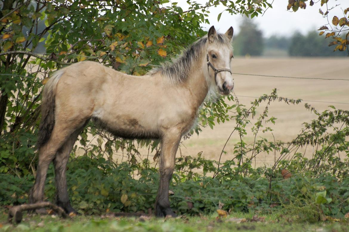 Irish Cob Jeanne d´Arc van Gipsy Dreams billede 16