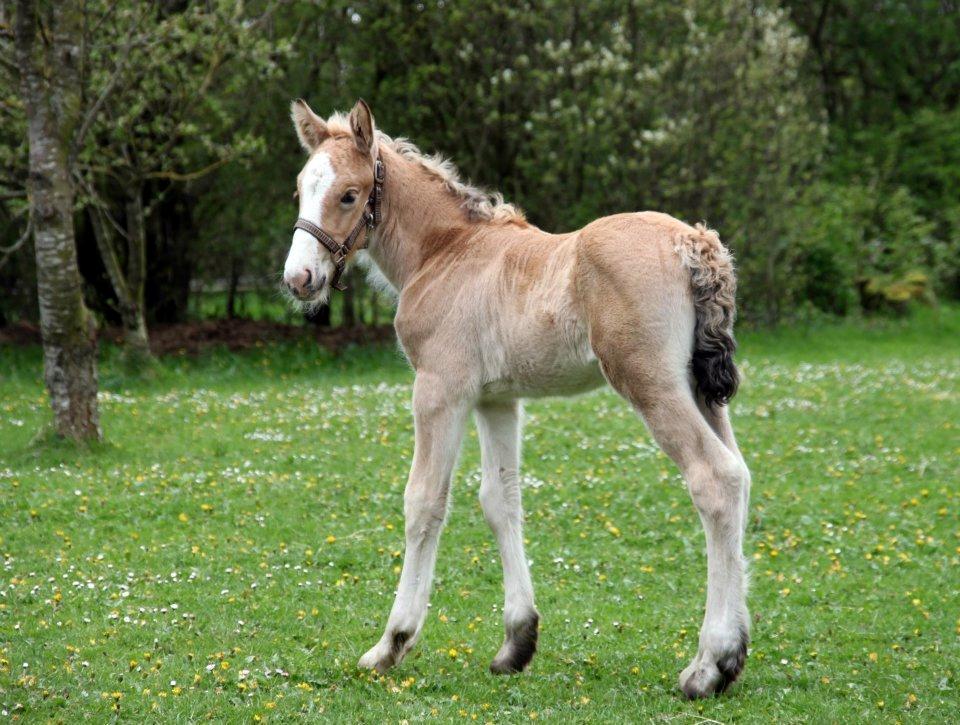Irish Cob Jeanne d´Arc van Gipsy Dreams billede 19