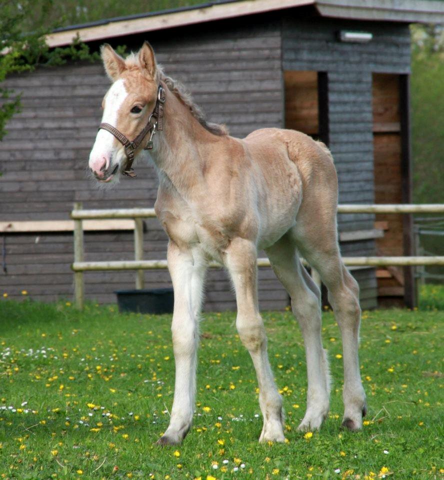 Irish Cob Jeanne d´Arc van Gipsy Dreams billede 20