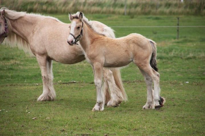 Irish Cob Jeanne d´Arc van Gipsy Dreams billede 18