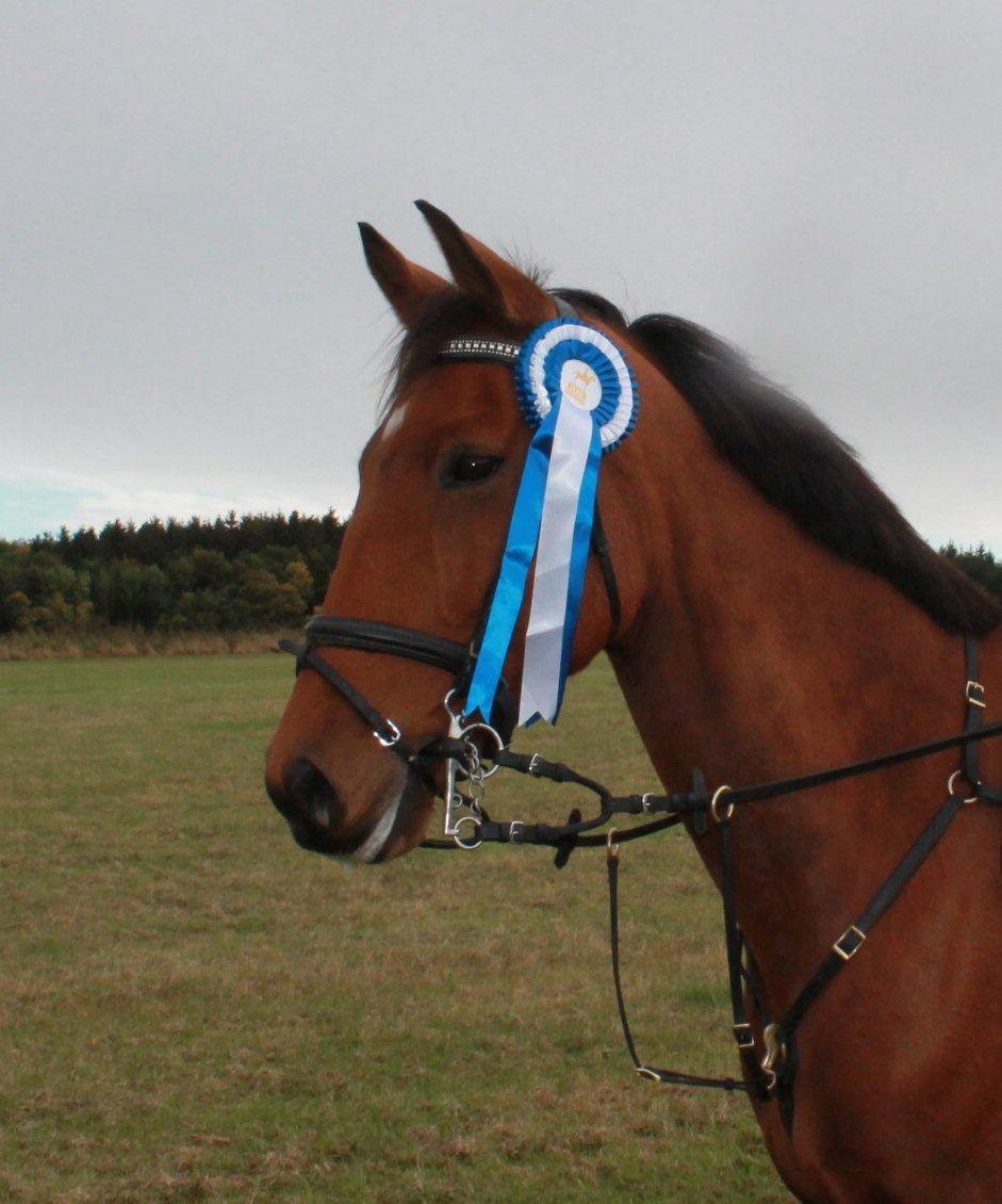 Holstener Chess Mate R.I.P <3 - Første spring stævne på Chess. vandt en 2 plads.
06-10-2012 på SLRK 
 billede 15
