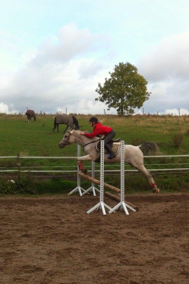 Arabisk fuldblod (OX) ~ | ~ FA. Queenie OX ~ | ~ (PRINSESSEN) - Springtræning d. 6/10-12 billede 2