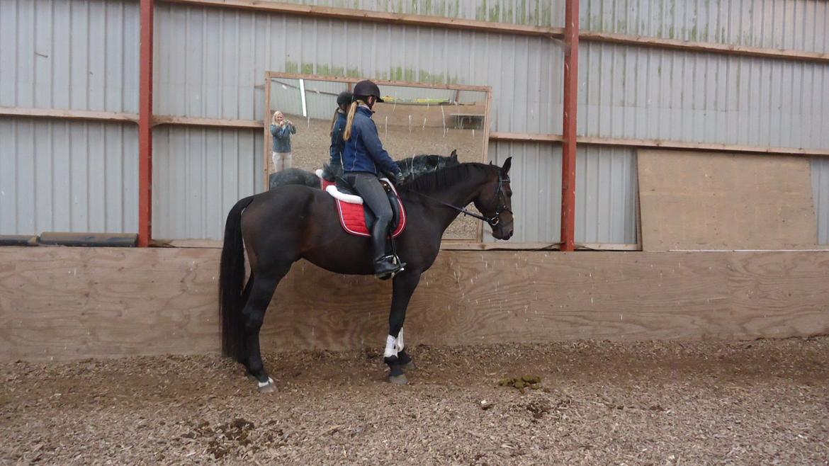 Holstener Columbus B - 'Whoever said that diamonds are a girls best friend obviously never owned a horse' <3 billede 6