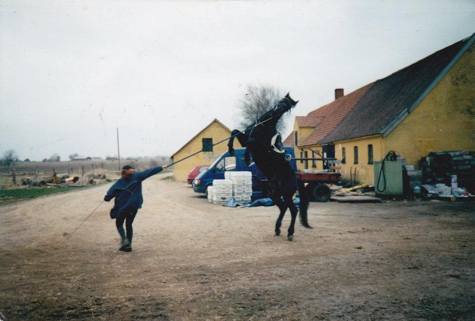 Oldenborg Strøgårdens Juvel - Hingst med stort H :-) billede 1