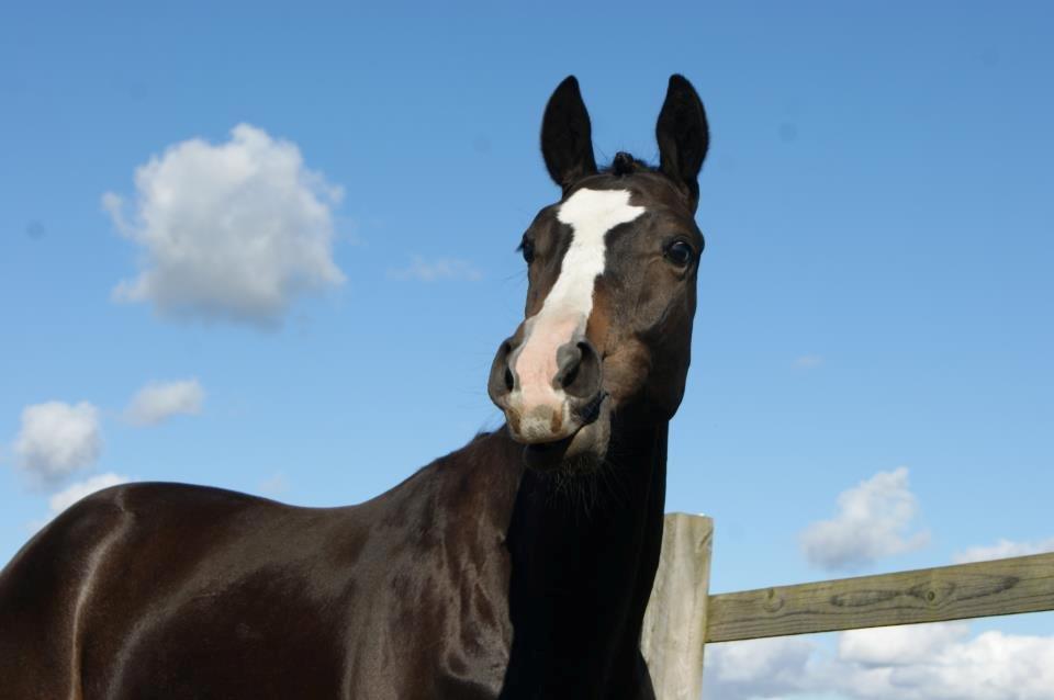 Trakehner Helmuth von hestebjerggaard - Helmuth 1,5 år gammel billede 6