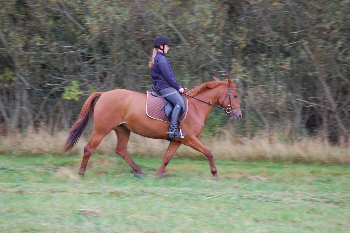 Anden særlig race petit billede 11