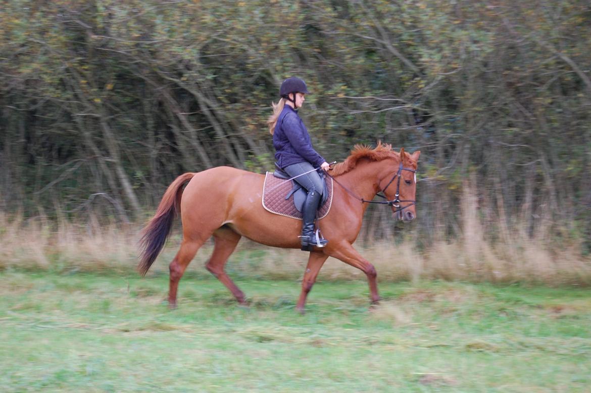 Anden særlig race petit billede 12