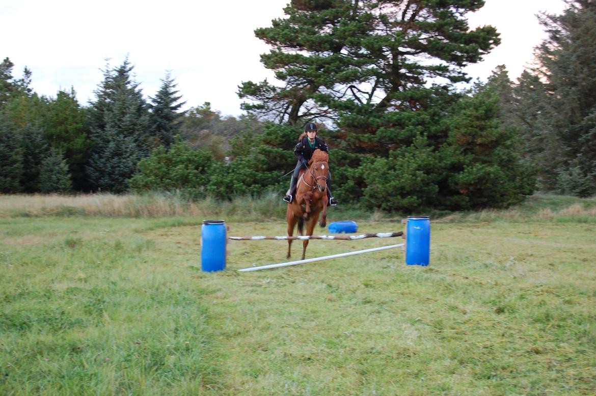 Anden særlig race petit billede 13