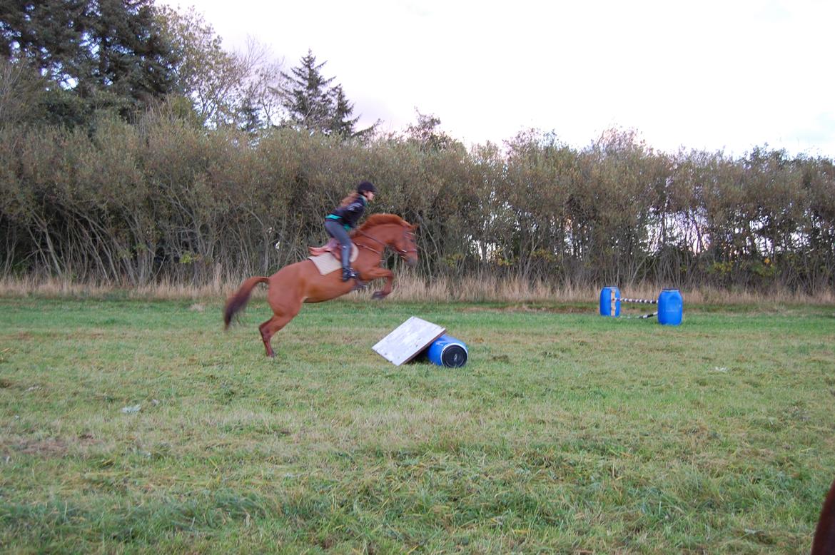 Anden særlig race petit billede 14