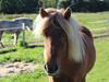 Islænder Manadis fra Bækdalen [Tidl. hest]
