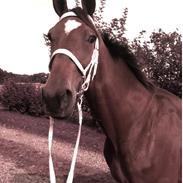 Traver King Size Devil