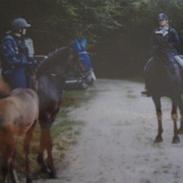 Arabisk fuldblod (OX) petunia