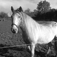 Irish Cob blaze