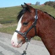 Welsh Pony (sec B) Leonardo<3<3<3