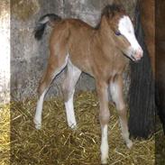 Welsh Pony (sec B) Leonardo<3<3<3