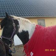 Irish Cob Crossbreed Nova