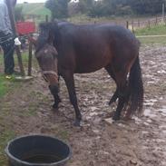 Anden særlig race Diddie