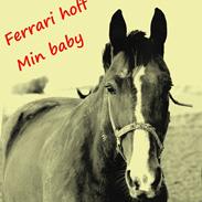 Traver Ferrari Hoff