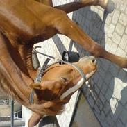 Frederiksborg Hulsøgårds Atasia