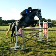 Dansk Varmblod Amona