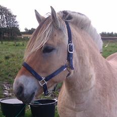 Fjordhest Marius Skovå