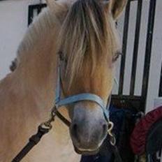 Fjordhest Marius Skovå