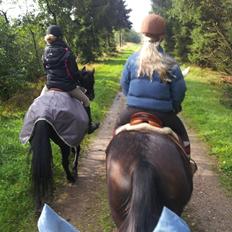 Hollandsk Sportspony Locoloco