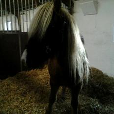 Islænder Eva From Skive ( R.I.P )