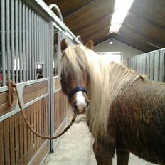 Islænder Eva From Skive ( R.I.P )