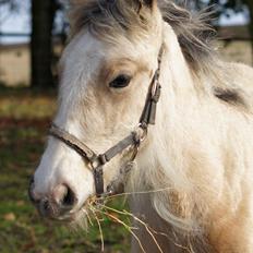 Irish Cob Jeanne d´Arc van Gipsy Dreams