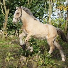 Irish Cob Jeanne d´Arc van Gipsy Dreams