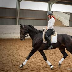 Hannoveraner Lord Dicaprio