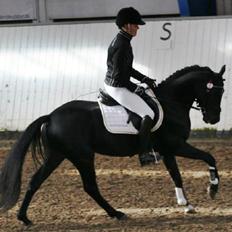 DSP Fredbo's Garmin KÅRET HINGST