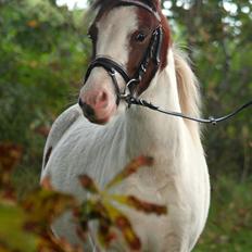 Anden særlig race Chanell
