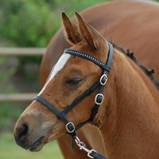 Dansk Varmblod Cassiopeia