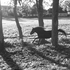 Welsh Mountain (sec A) Piccasso