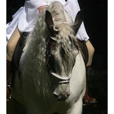 Drumhorse Sir Baron Baxter Bazz No. 1 - DRUM CERTIFIKAT