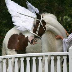 Drumhorse Sir Baron Baxter Bazz No. 1 - DRUM CERTIFIKAT