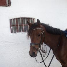 Anden særlig race LUNDGAARD'S COINTREAU - SOLGT