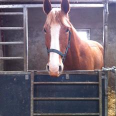 Anden særlig race Cabbano Sunlight (Rufus)