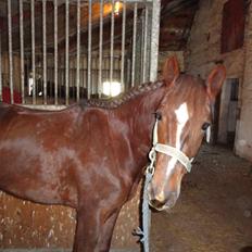 Anden særlig race Siegårds Achilleus