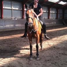 Fuldblod (XX) Tripoli