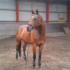 Fuldblod (XX) Tripoli