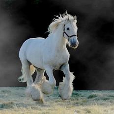 Drumhorse King Ixion Ilusive Ice - DRUM CERTIFIKAT