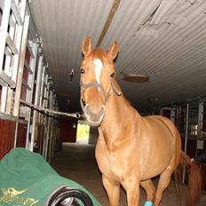 Anden særlig race Magic Zoe Si