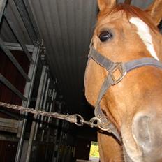 Anden særlig race Magic Zoe Si